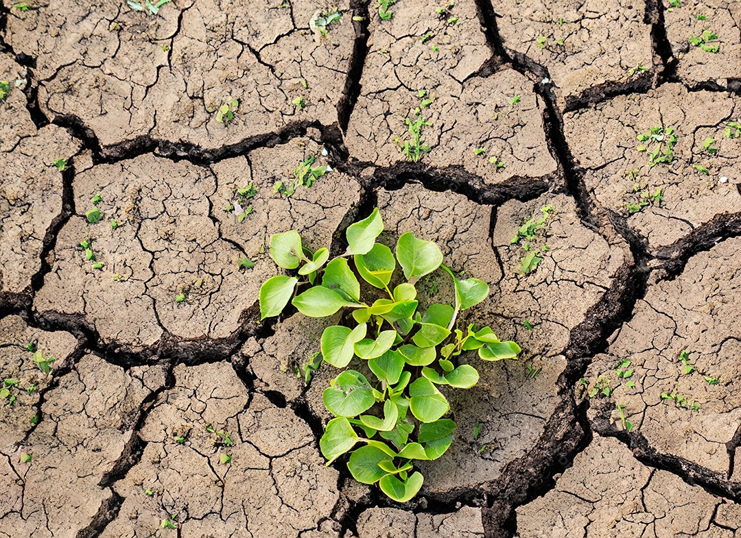 Brotos verdes com terra seca e rachada