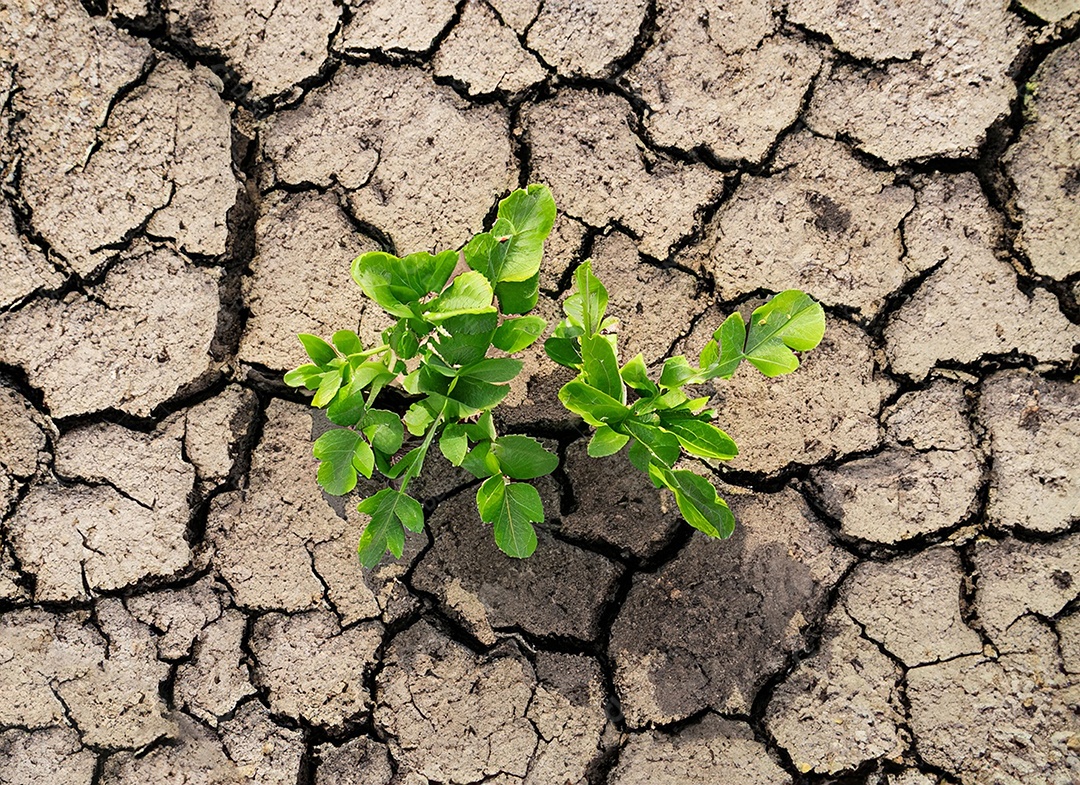 Brotos verdes com terra seca e rachada