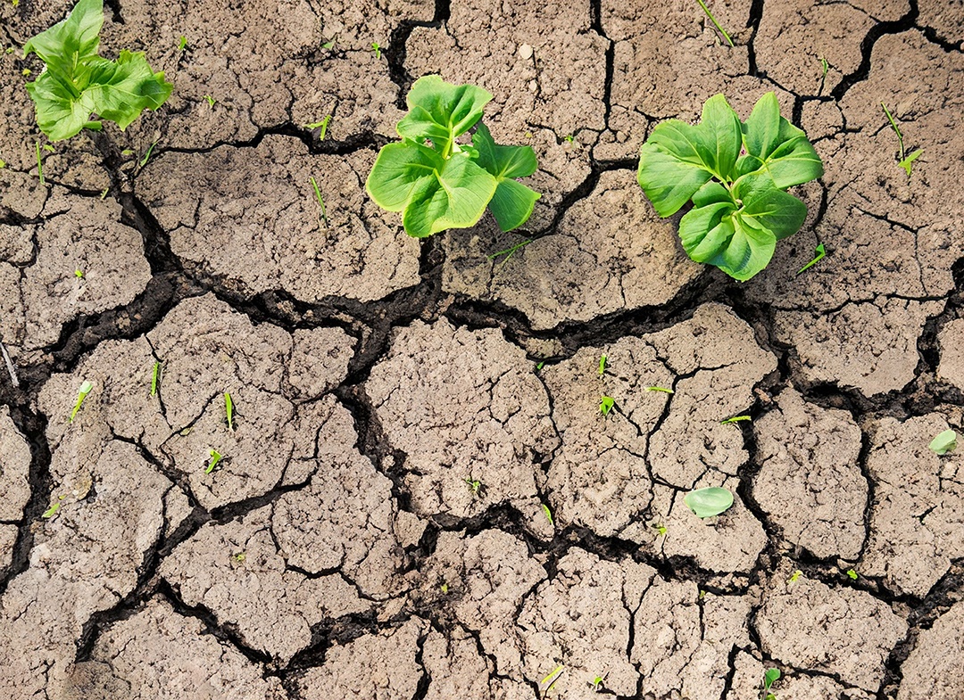 Brotos verdes com terra seca e rachada