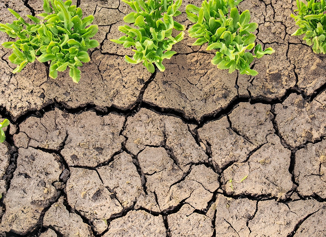 Brotos verdes com terra seca e rachada