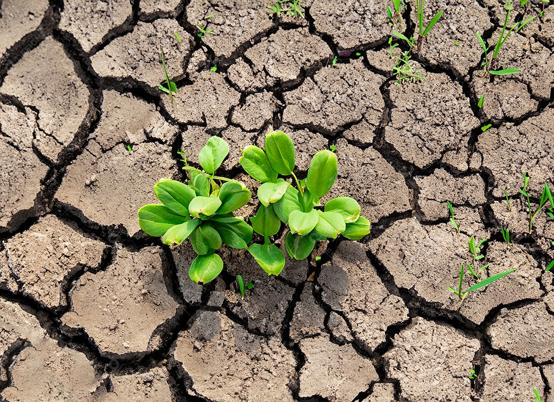 Brotos verdes com terra seca e rachada
