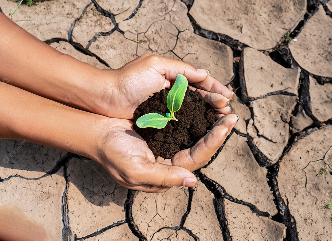 Mãos segurando mudas estão em terra seca em um mundo em aquecimento