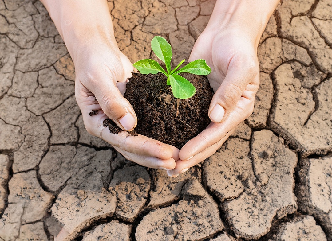 Mãos segurando mudas estão em terra seca em um mundo em aquecimento