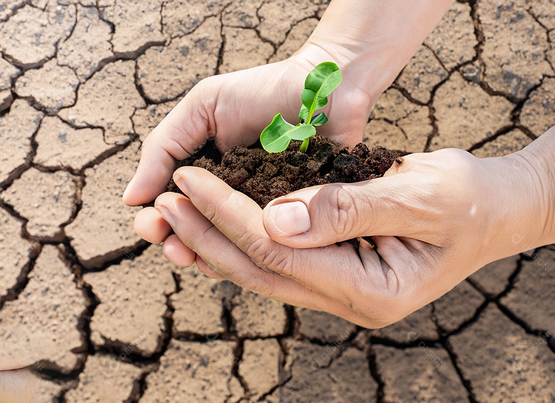 Mãos segurando mudas estão em terra seca em um mundo em aquecimento