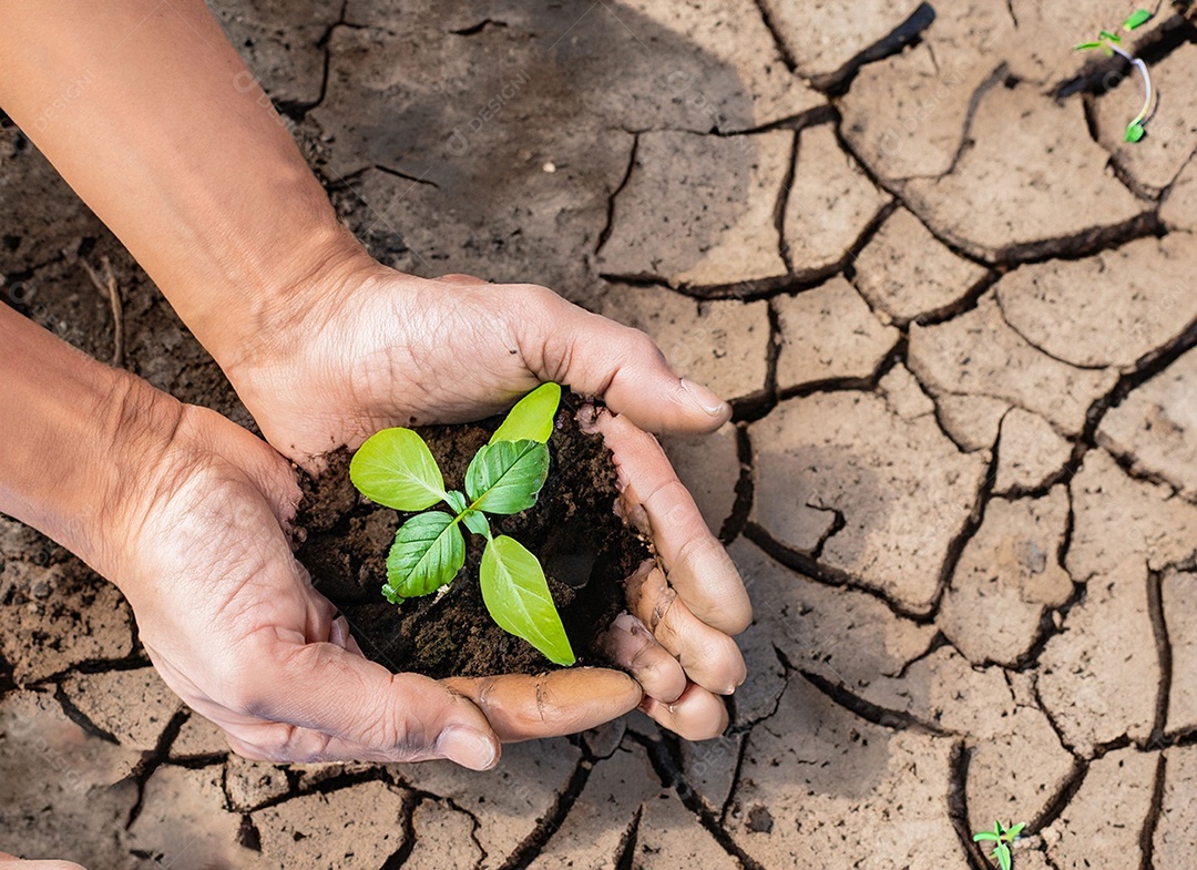 Mãos segurando mudas estão em terra seca em um mundo em aquecimento