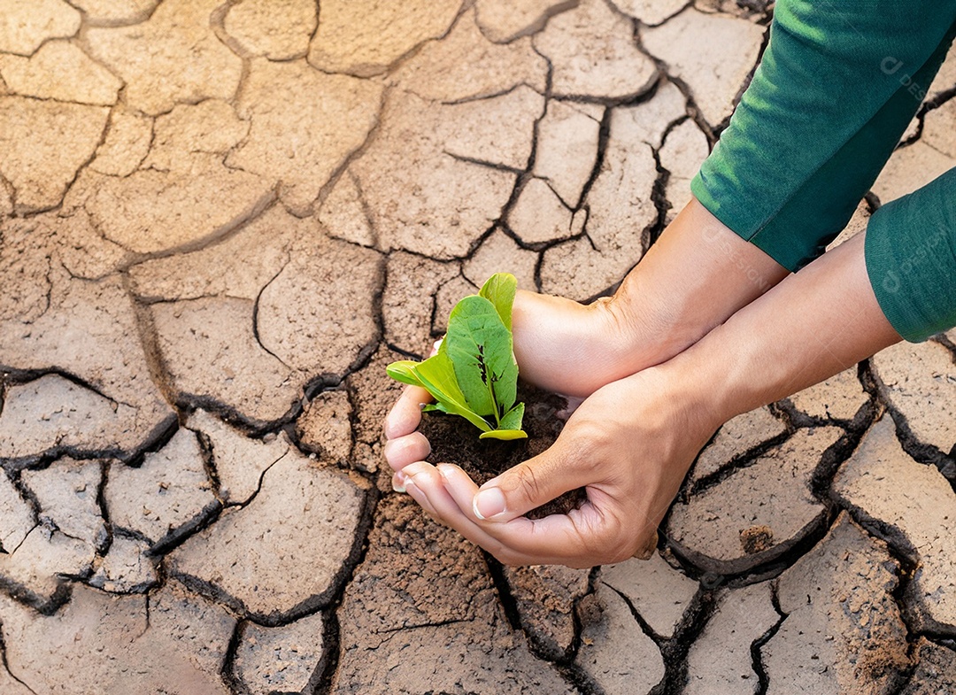 Mãos segurando mudas estão em terra seca em um mundo em aquecimento