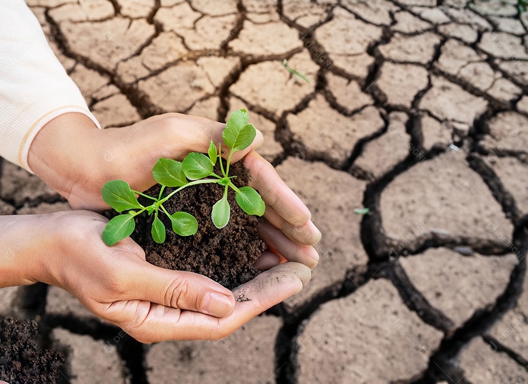 Mãos segurando mudas estão em terra seca em um mundo em aquecimento