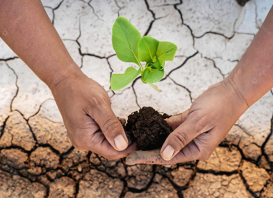 Mãos segurando mudas estão em terra seca em um mundo em aquecimento