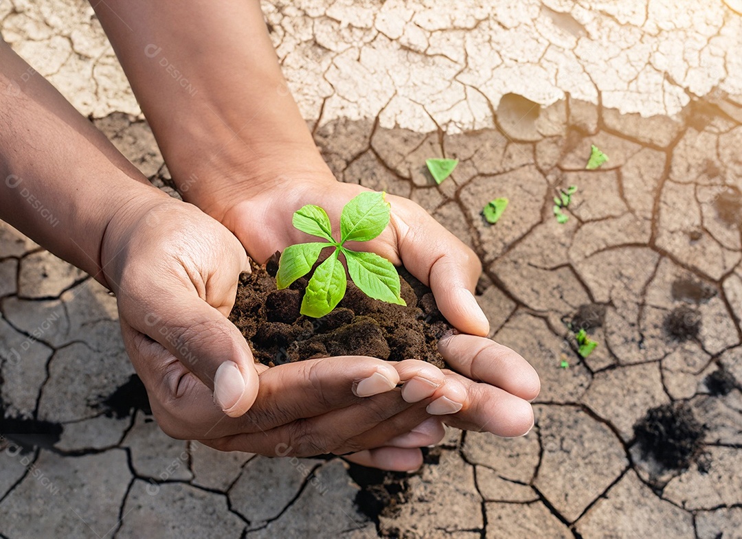 Mãos segurando mudas estão em terra seca em um mundo em aquecimento