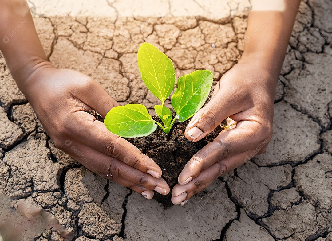 Mãos segurando mudas estão em terra seca em um mundo em aquecimento
