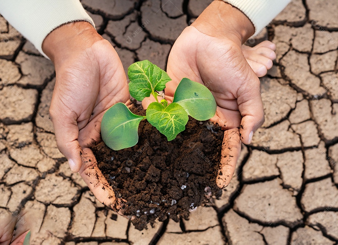 Mãos segurando mudas estão em terra seca em um mundo em aquecimento