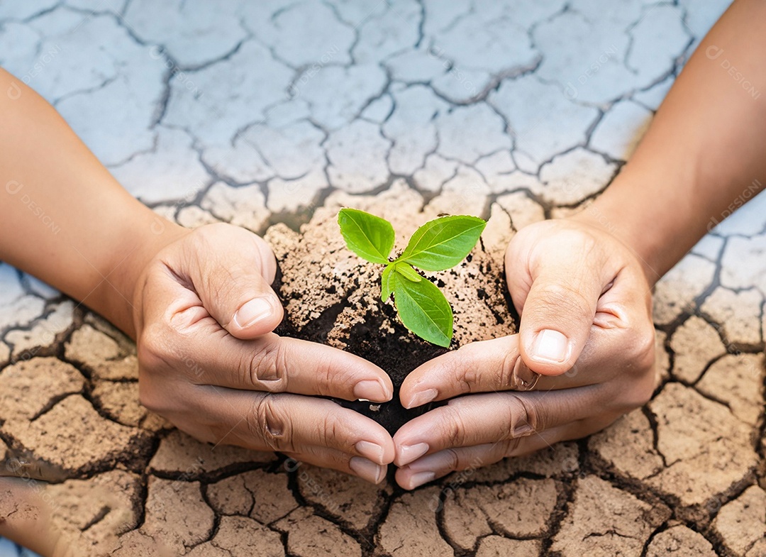 Mãos segurando mudas estão em terra seca em um mundo em aquecimento