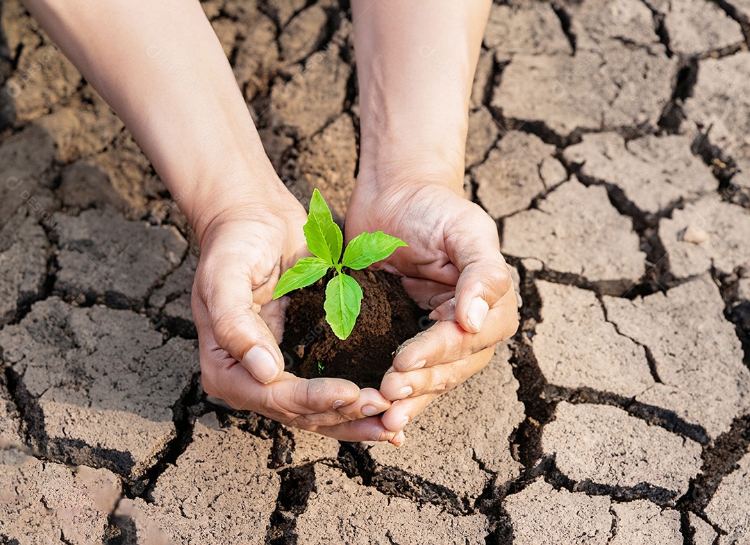 Mãos segurando mudas estão em terra seca em um mundo em aquecimento