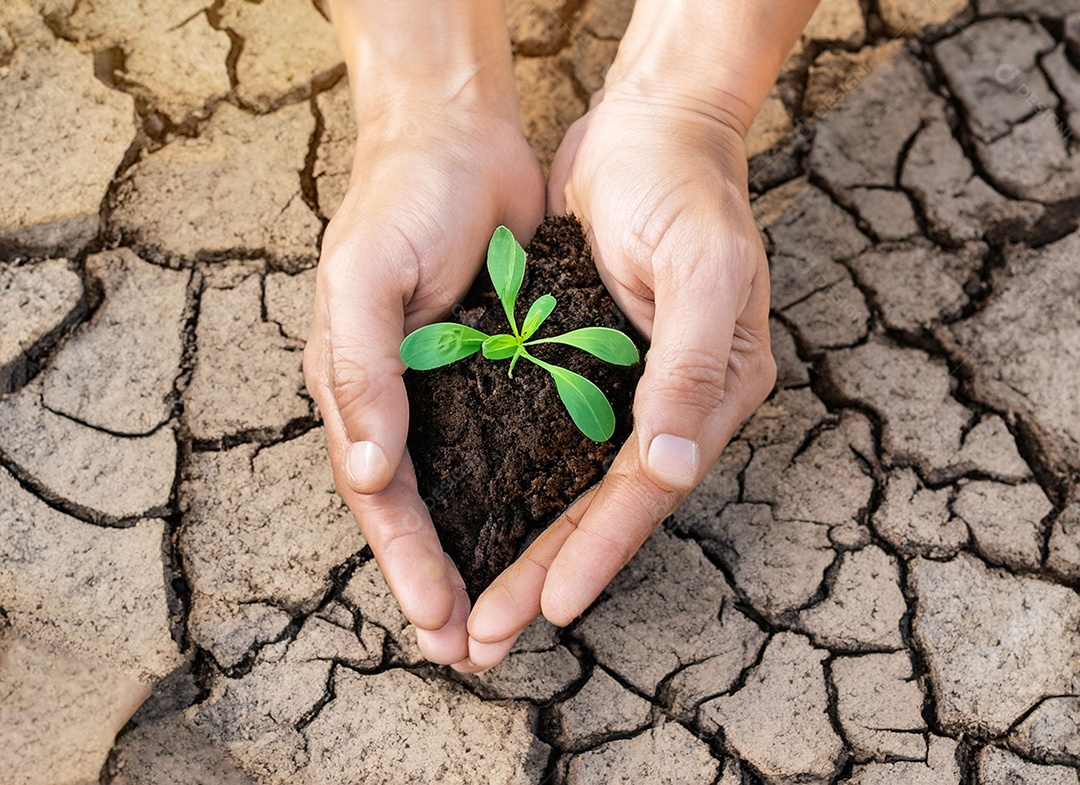 Mãos segurando mudas estão em terra seca em um mundo em aquecimento