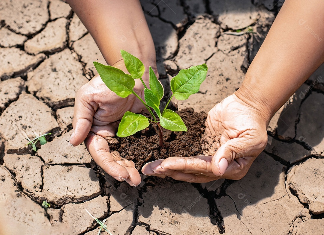 Mãos segurando mudas estão em terra seca em um mundo em aquecimento