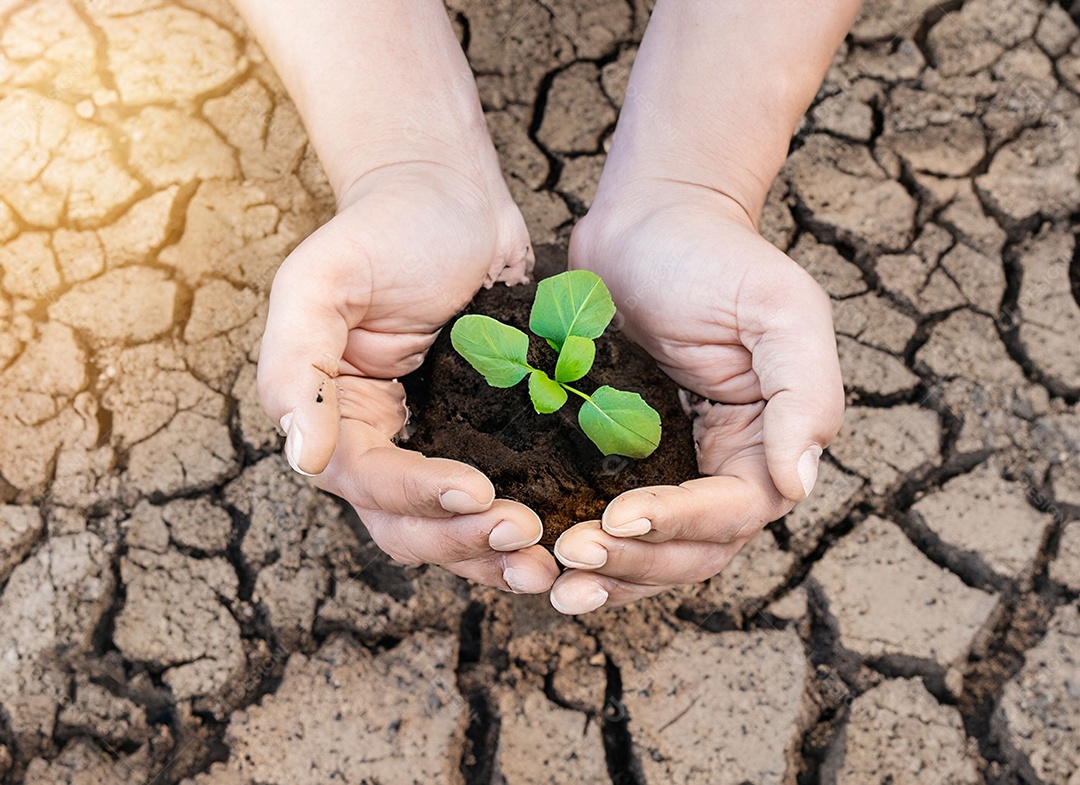 Mãos segurando mudas estão em terra seca em um mundo em aquecimento