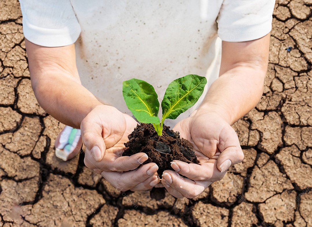 Mãos segurando mudas estão em terra seca em um mundo em aquecimento