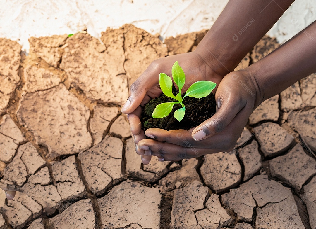 Mãos segurando mudas estão em terra seca em um mundo em aquecimento