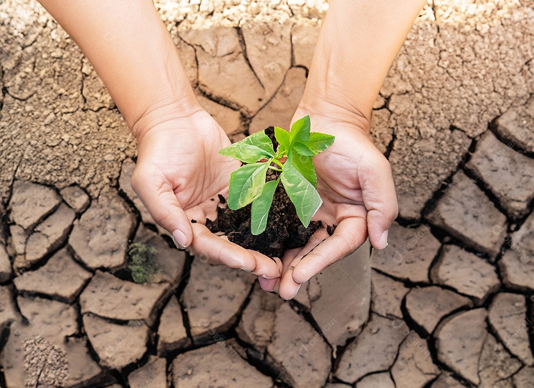 Mãos segurando mudas estão em terra seca em um mundo em aquecimento