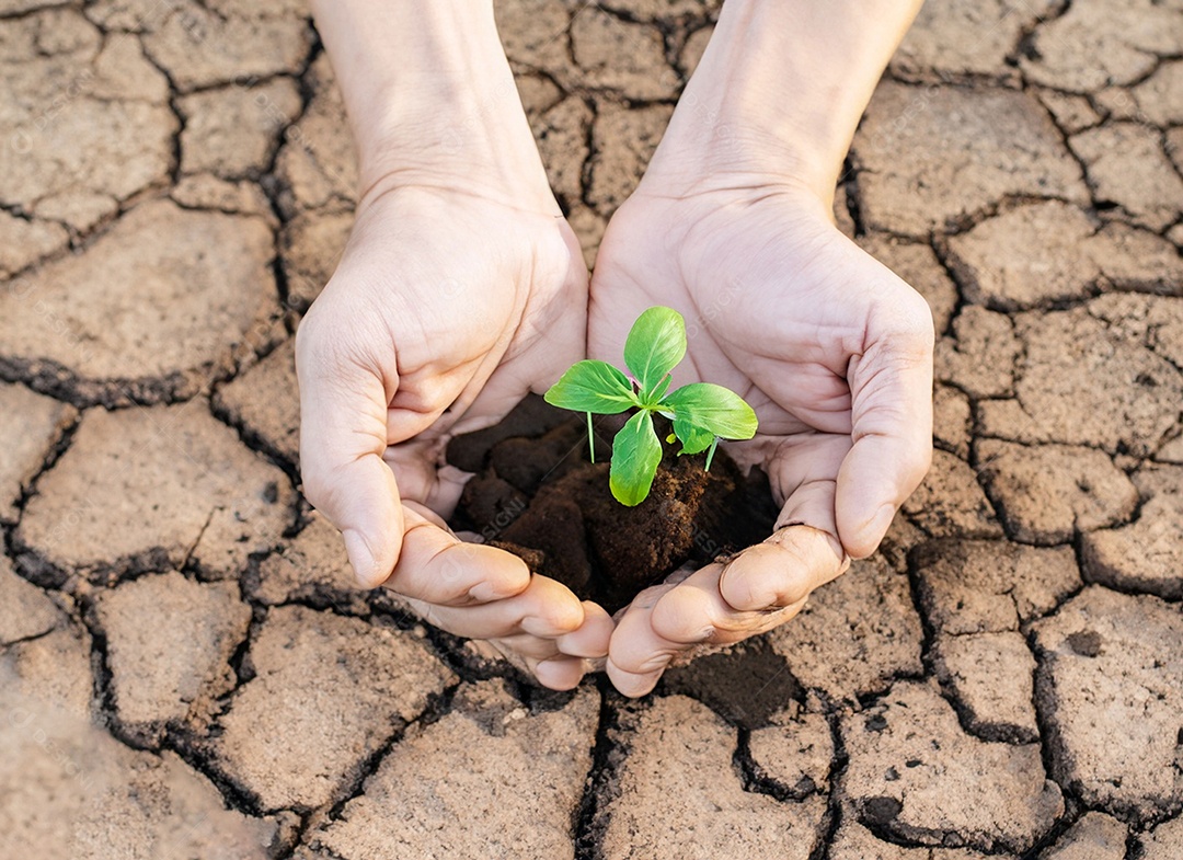 Mãos segurando mudas estão em terra seca em um mundo em aquecimento
