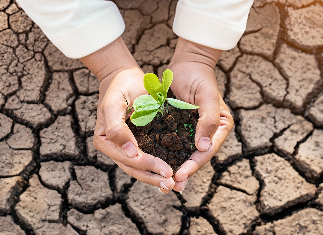 Mãos segurando mudas estão em terra seca em um mundo em aquecimento