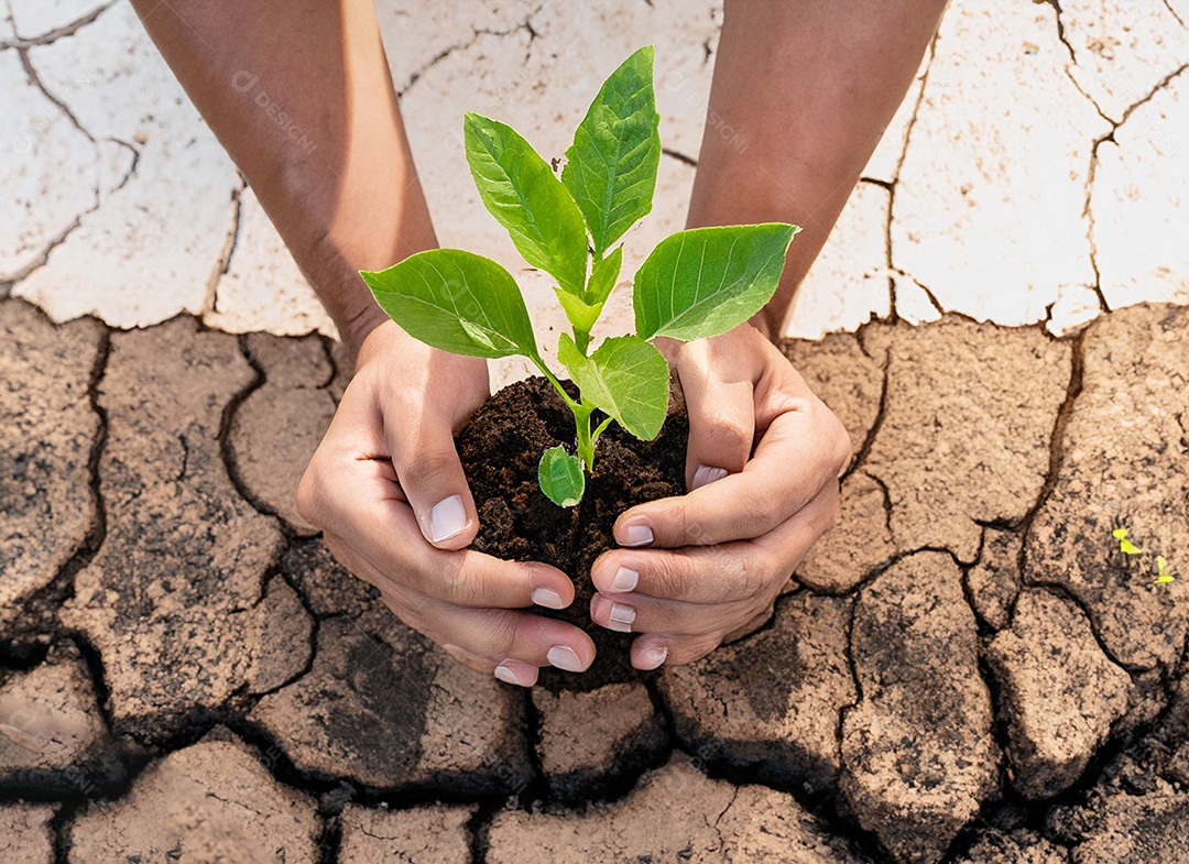 Mãos segurando mudas estão em terra seca em um mundo em aquecimento