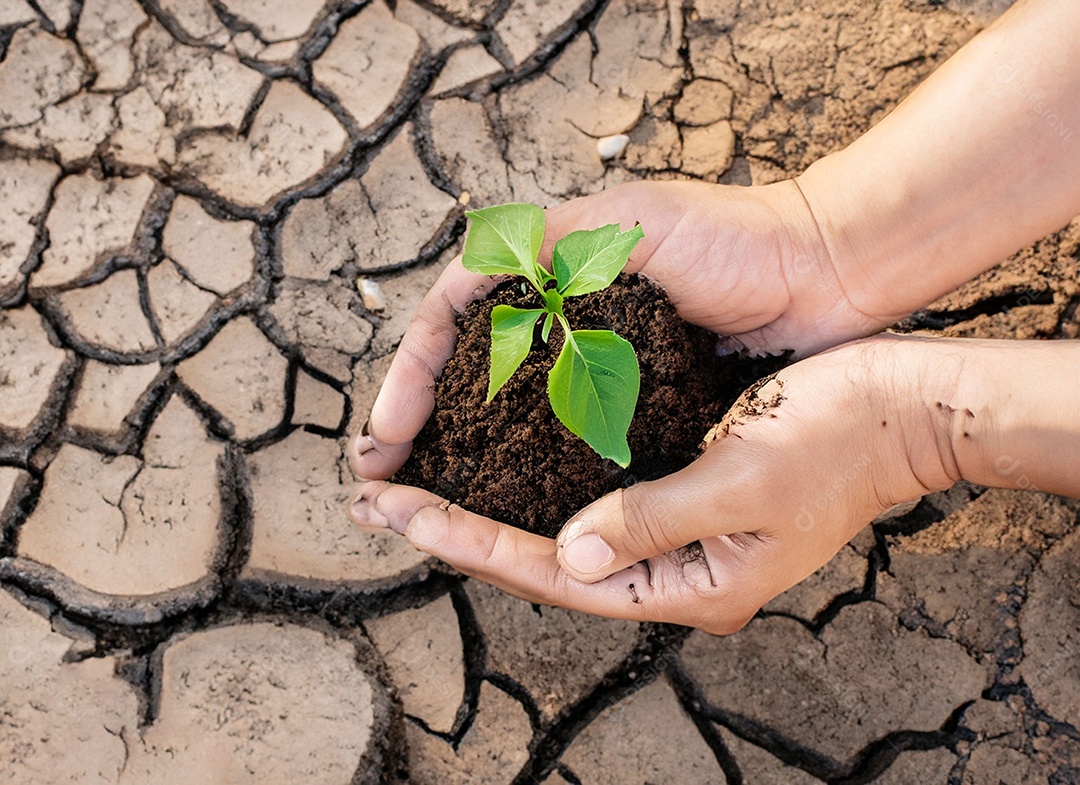 Mãos segurando mudas estão em terra seca em um mundo em aquecimento