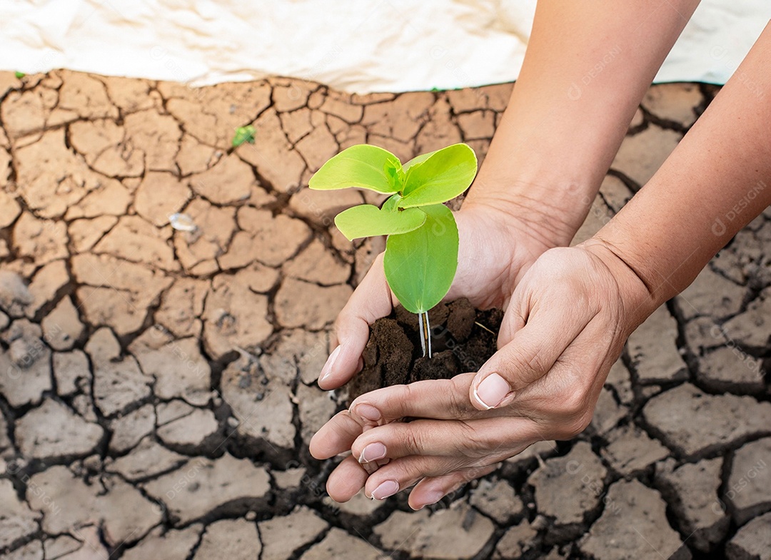 Mãos segurando mudas estão em terra seca em um mundo em aquecimento