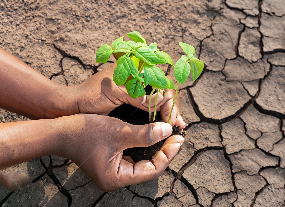 Mãos segurando mudas estão em terra seca em um mundo em aquecimento