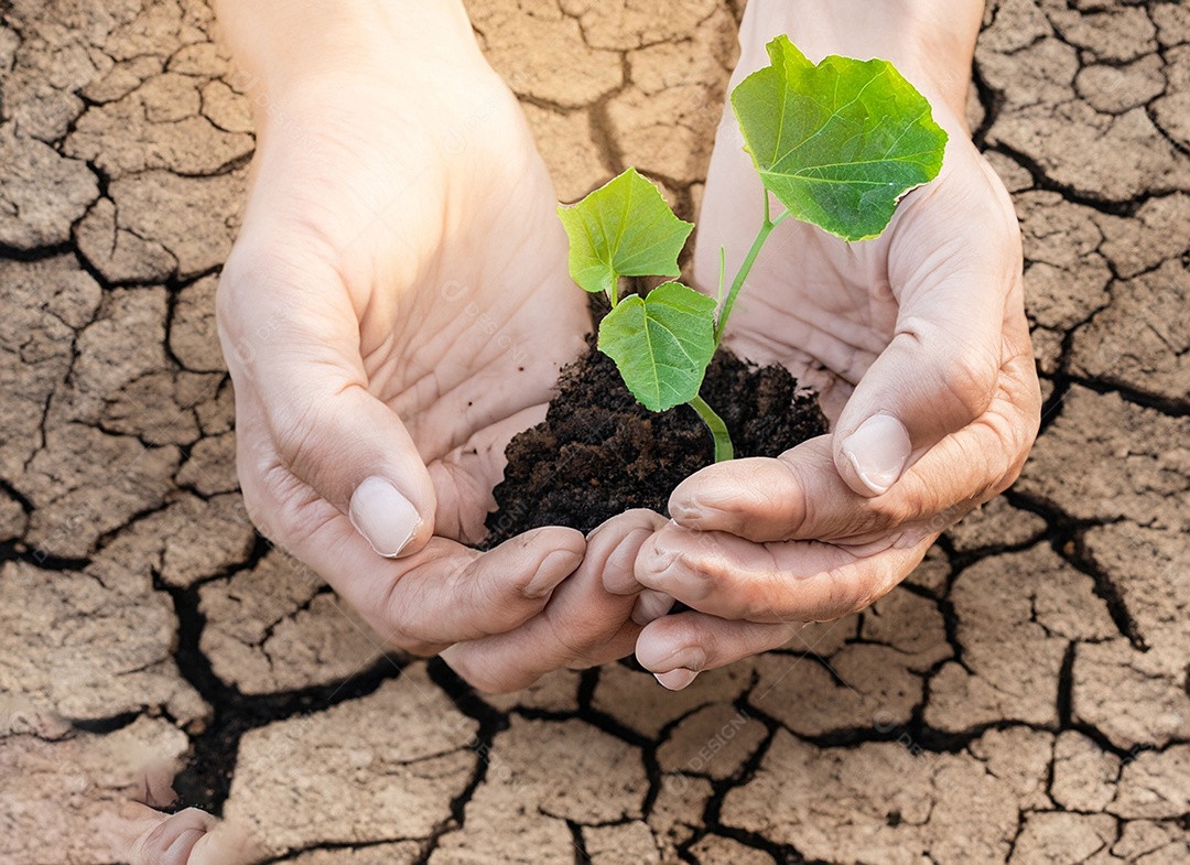 Mãos segurando mudas estão em terra seca em um mundo em aquecimento