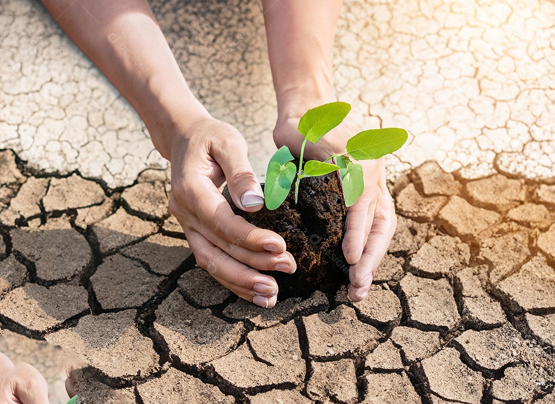 Mãos segurando mudas estão em terra seca em um mundo em aquecimento