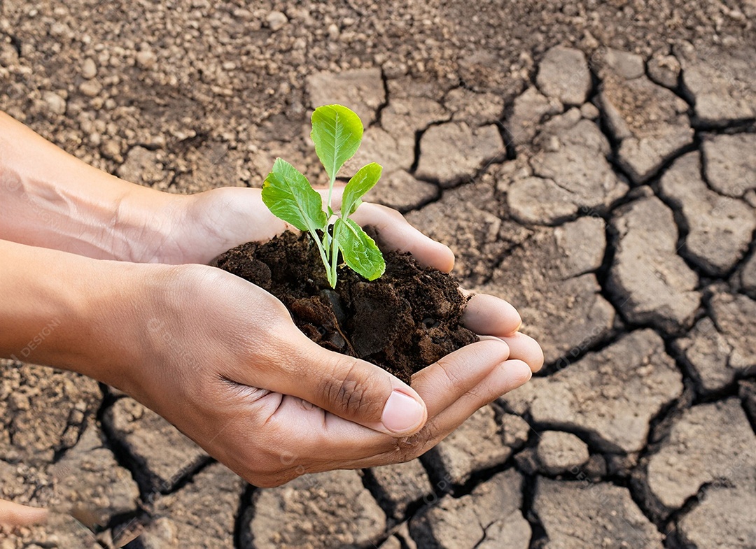 Mãos segurando mudas estão em terra seca em um mundo em aquecimento
