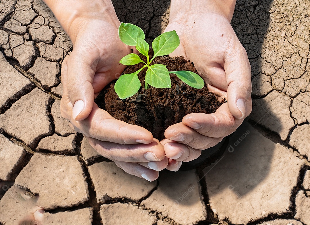 Mãos segurando mudas estão em terra seca em um mundo em aquecimento