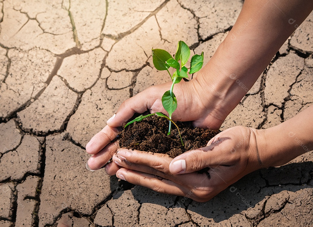 Mãos segurando mudas estão em terra seca em um mundo em aquecimento
