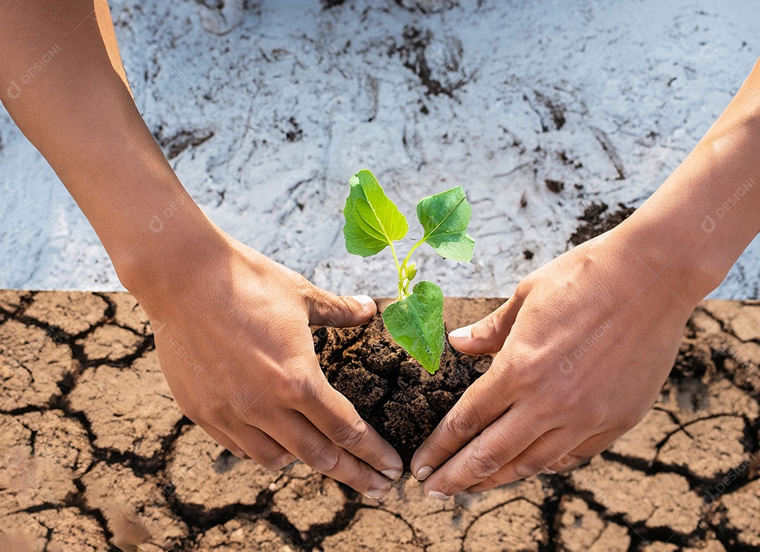 Mãos segurando mudas estão em terra seca em um mundo em aquecimento