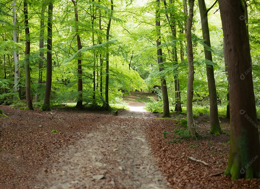 Um caminho passa por uma floresta