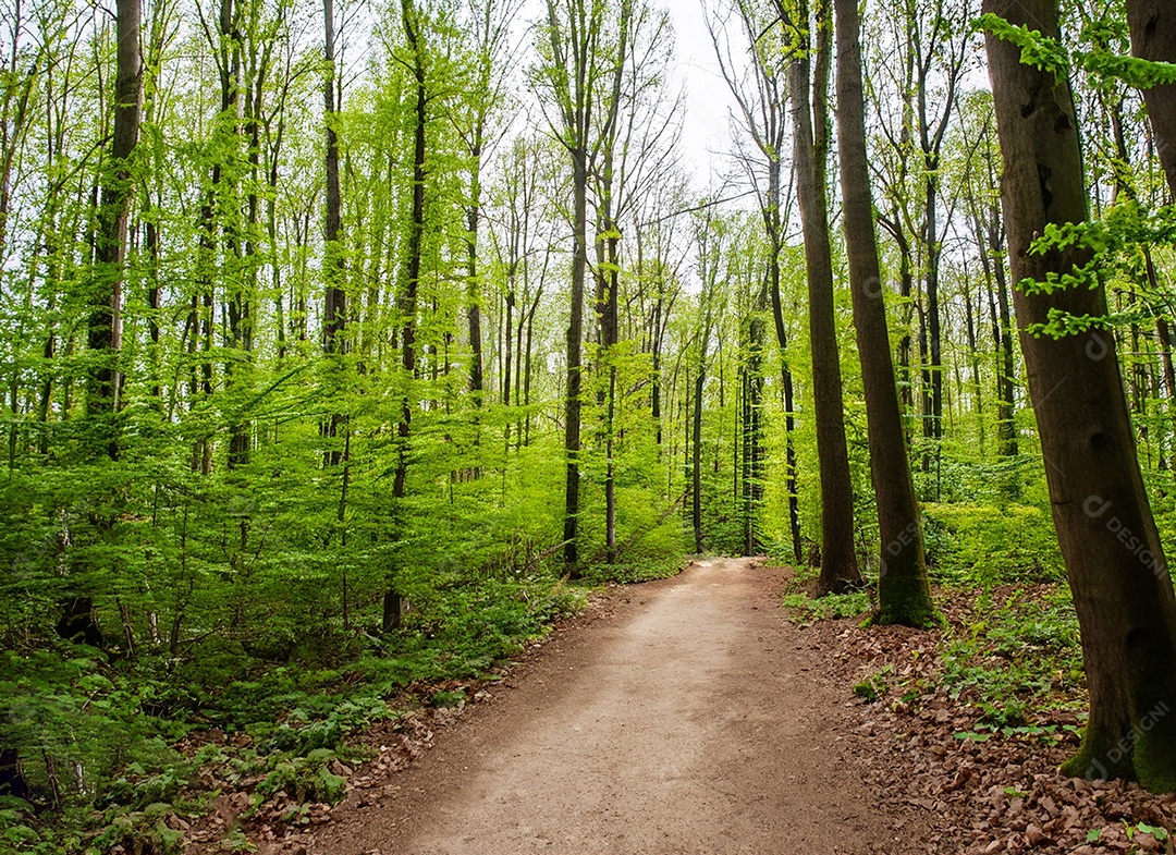Um caminho passa por uma floresta