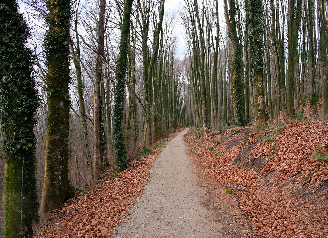 Um caminho passa por uma floresta