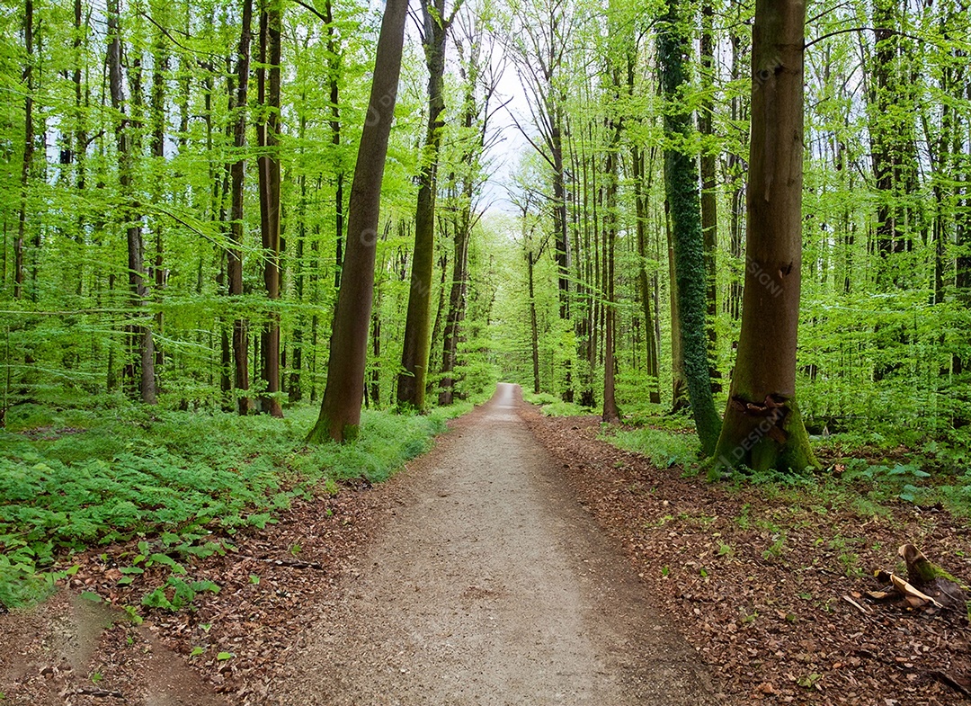 Um caminho passa por uma floresta