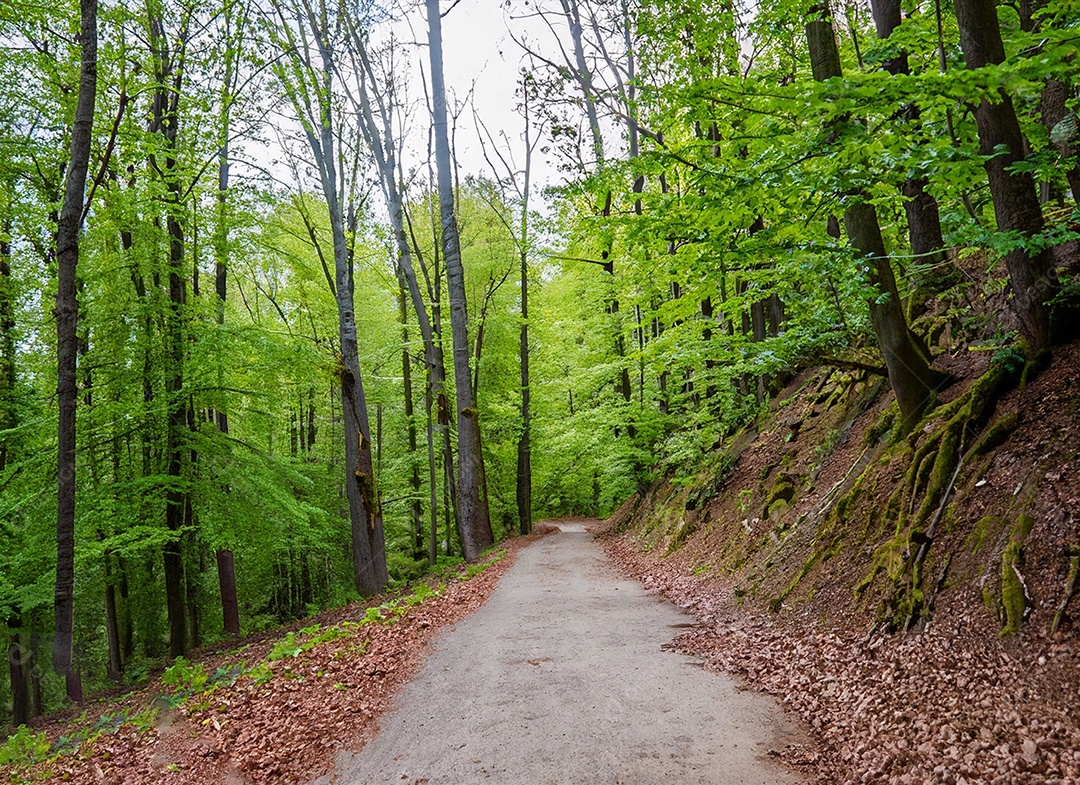 Um caminho passa por uma floresta
