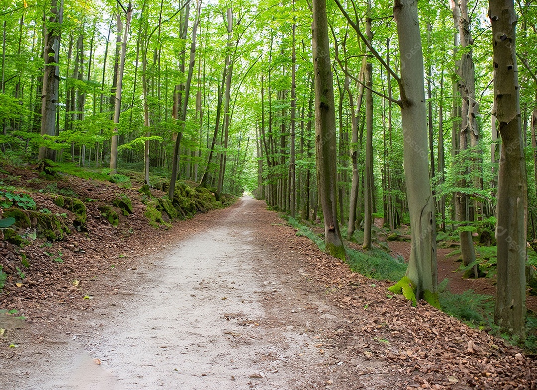 Um caminho passa por uma floresta