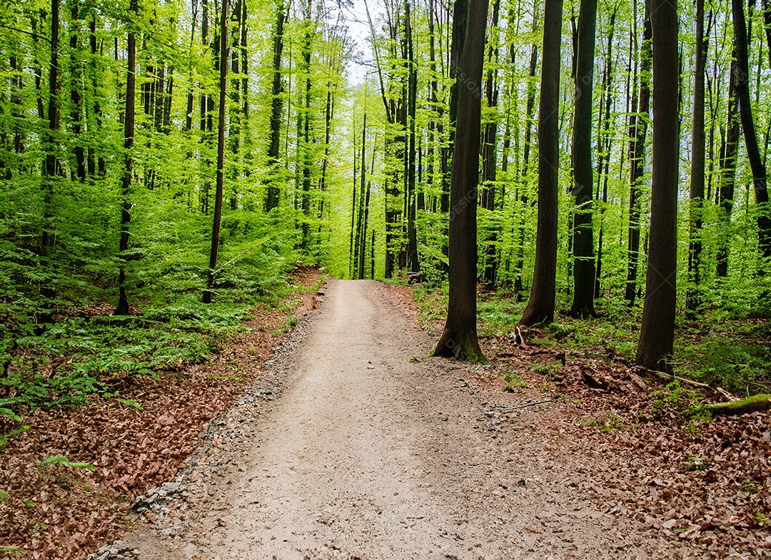 Um caminho passa por uma floresta