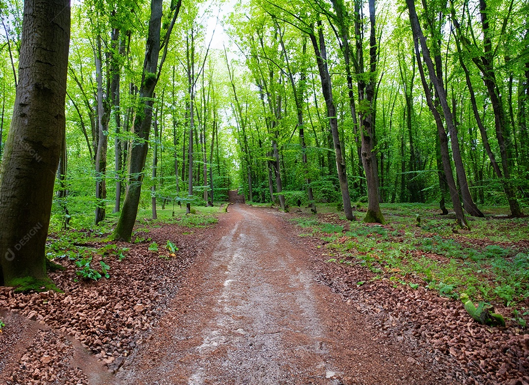 Um caminho passa por uma floresta