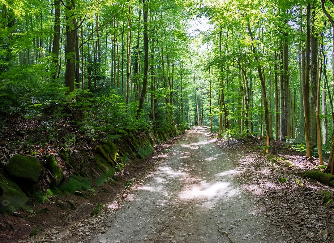 Um caminho passa por uma floresta