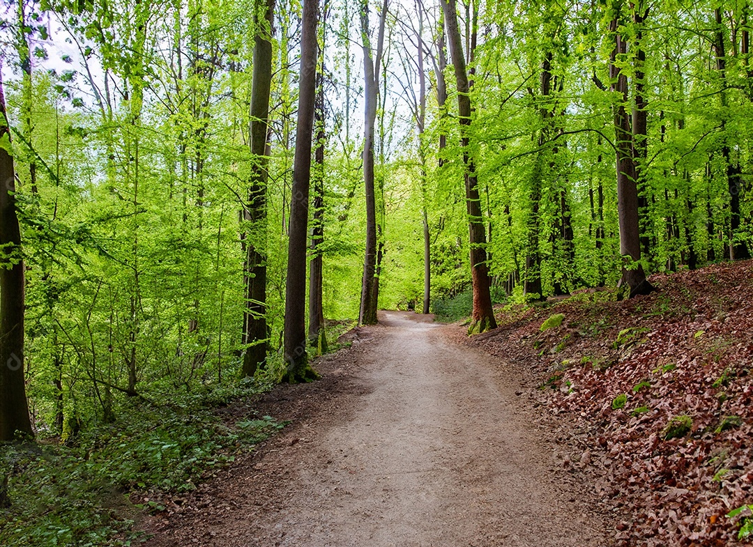 Um caminho passa por uma floresta