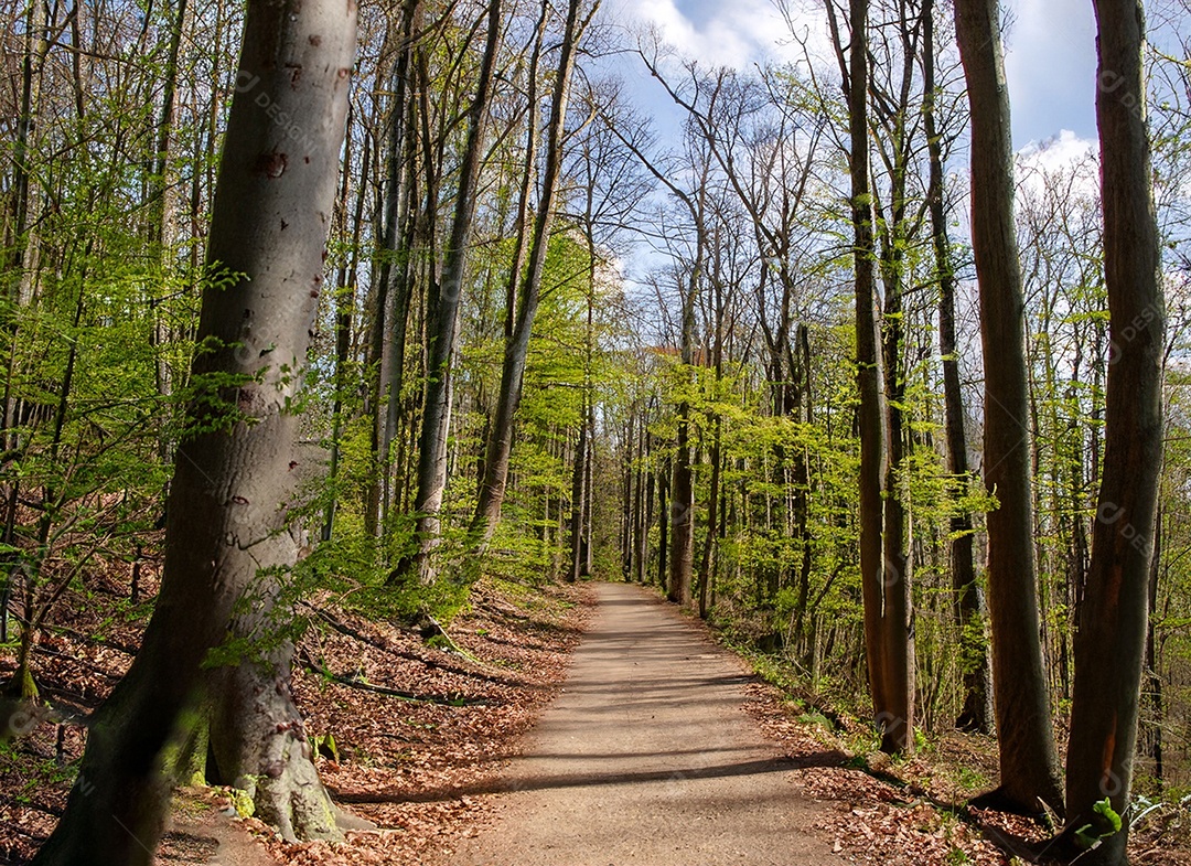 Um caminho passa por uma floresta