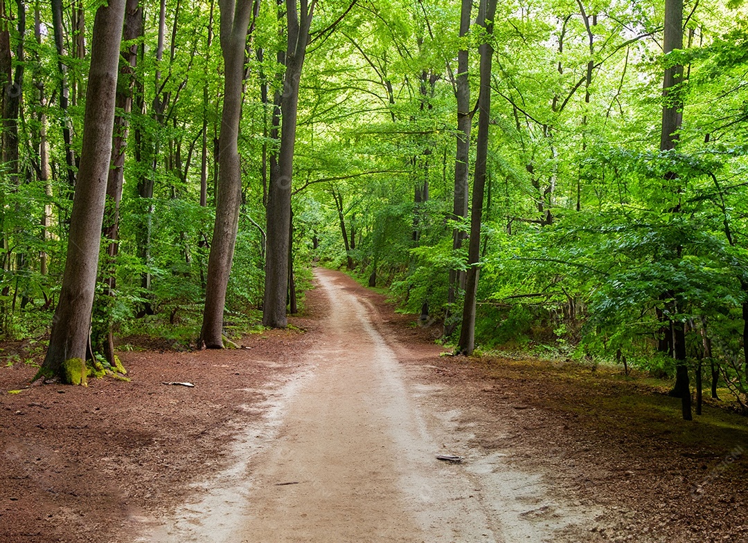 Um caminho passa por uma floresta