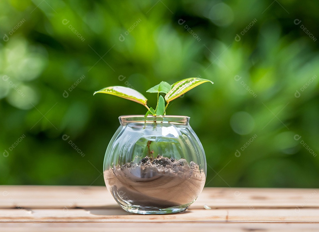 Uma planta em um copo