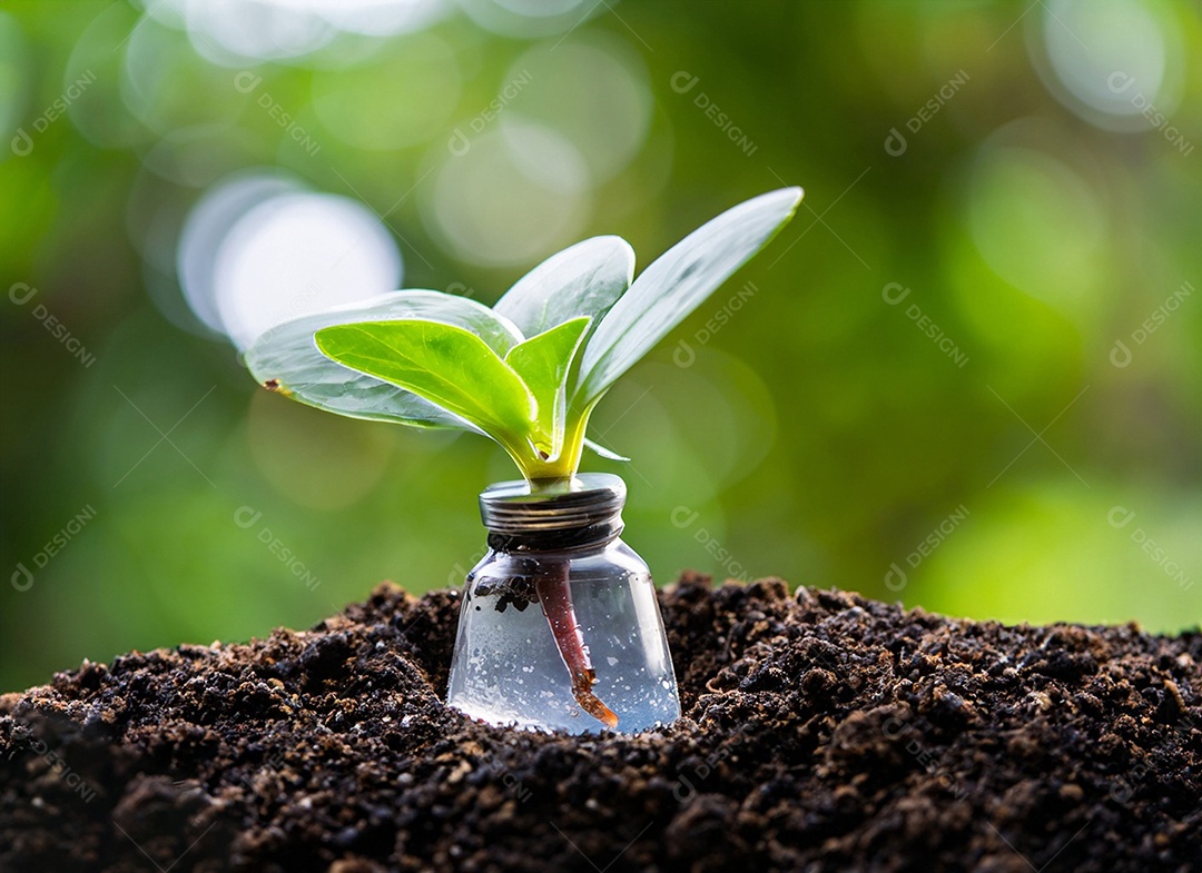 Uma planta em um copo