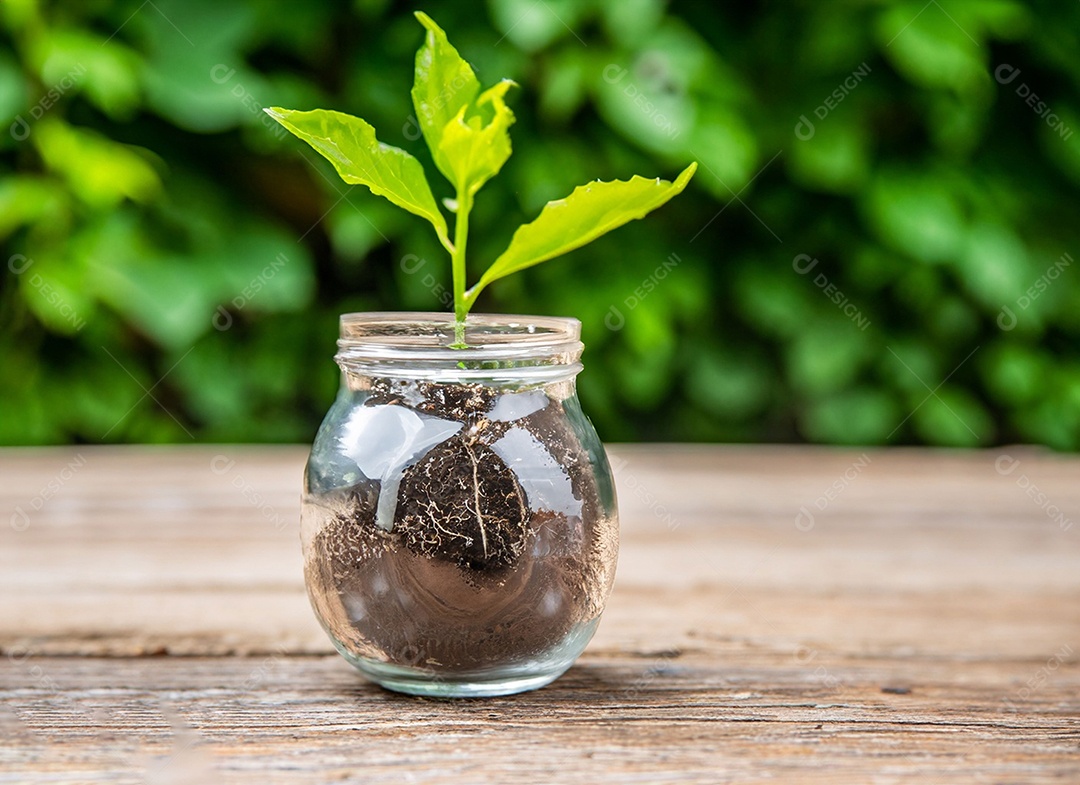 Uma planta em um copo